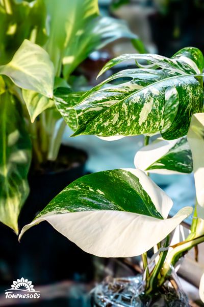 Plante d'intérieur Monsera Variegata aux feuilles panachées de vert et de blanc pour décoration zen.